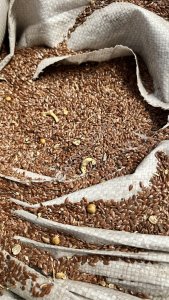 Лен масличный