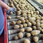 Картофель Ривьера опт