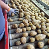 Картофель Ривьера опт