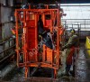 Станки для обработки копыт КРС