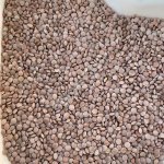 Чечевица красная