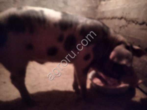 Хряк порода миргородская