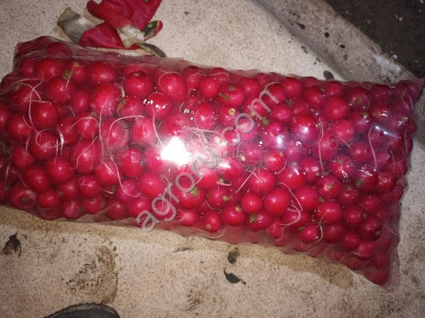 Редис свежий