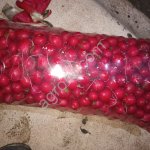 Редис свежий