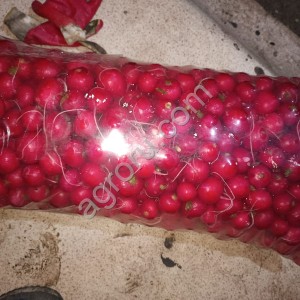 Редис свежий