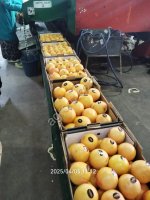 Грейпфрут свежий (производство Марокко)