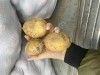 Картофель новый урожай