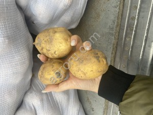 Картофель новый урожай