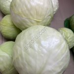 капуста белокочанная