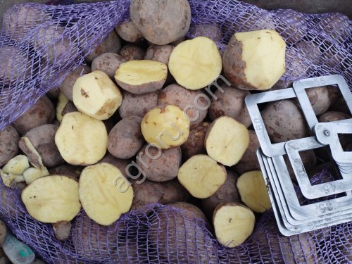 Картофель