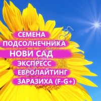 ГИБРИДЫ СЕМЕНА ПОДСОЛНЕЧНИКА НСХ 6343 (НОВИ САД, СЕРБИЯ ) (CLEARFIELD)