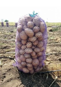 молодой картофель оптом картошку