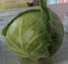 капусты