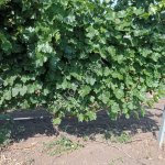 ВИНОГРАД МЕРЛО