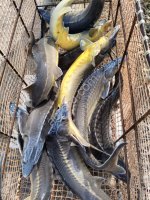 Осетр (живой)