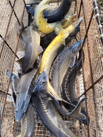 Осетр (живой)