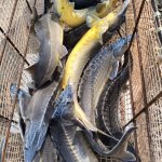 Осетр оптом (живой)