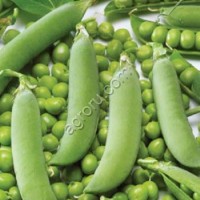 Горох овощной Альфа-2.