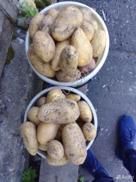 Картофель