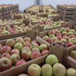 Яблоки производитель