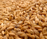 Ячмень. Новороссийск. Продажа.