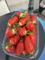 Свежая клубника оптом