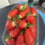 Свежая клубника оптом