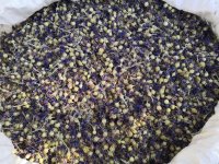 Василек бутоны