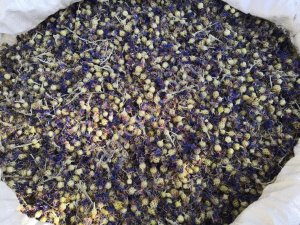 Василек бутоны