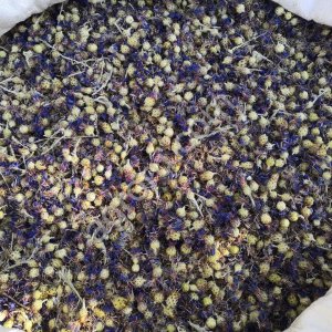 Василек бутоны