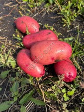 Картофель Тульской области