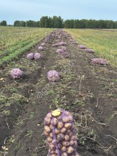 Картофель - АРИЗОНА КОЛОМБО МАНИФЕСТ