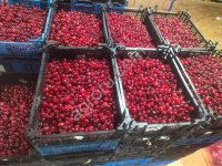 Вишня без косточки