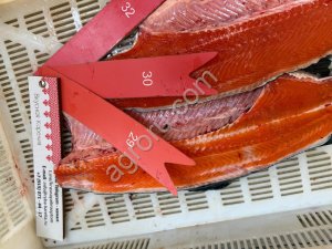 Форель радужная ПСГ 2+