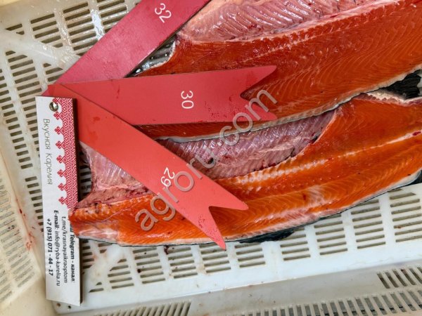 Форель радужная ПСГ 2+