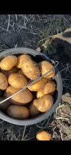 Картофель сорт Ривьера от фермера