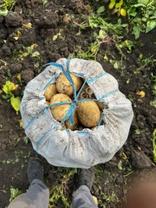 Картофель Ривьера