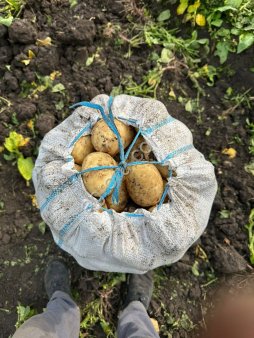 Картофель Ривьера