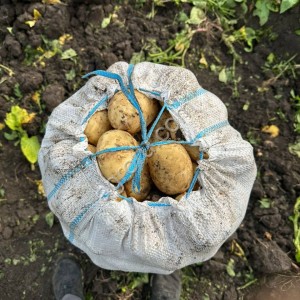 Картофель Ривьера