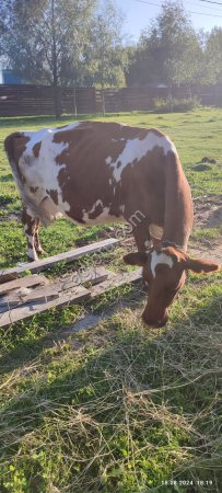 Крупный рогатый скот