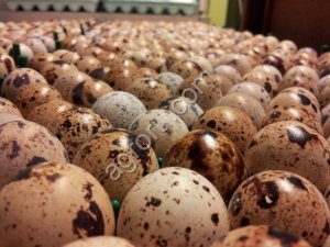 Инкубационное перепелиное яйцо