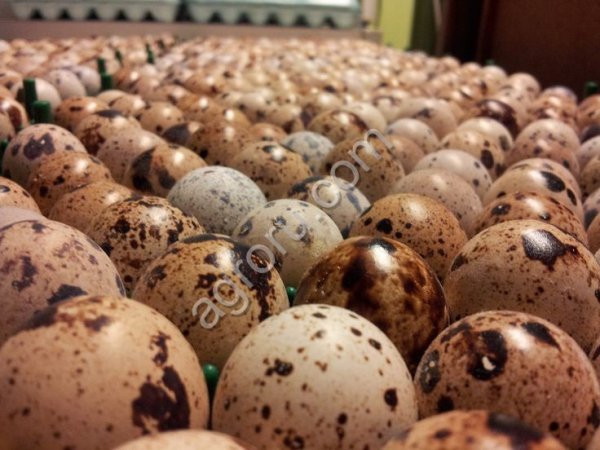 Инкубационное перепелиное яйцо