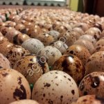 Инкубационное перепелиное яйцо