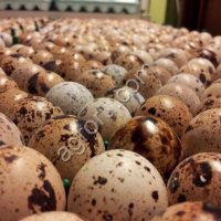 Инкубационное перепелиное яйцо