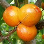 Черенки абрикоса