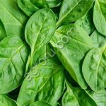 Хлорофилл, краситель пищевой