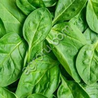 Хлорофилл, краситель пищевой