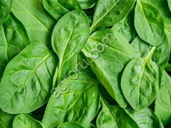 Хлорофилл, краситель пищевой