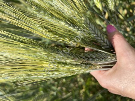 Семена озимого тритикале