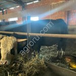 Быки на убой